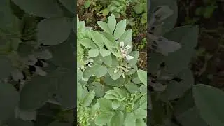 F&egrave;ves (bio)