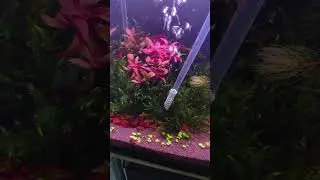 Какой сифон использую для маленьких аквариумов #aquarium