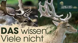 Damhirsche vom 2.Kopf (Knieper) richtig ansprechen. Geweihform & Wildbretst&auml;rke entscheiden.