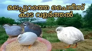 മലപ്പുറത്തെ ബട്ടൺ കുയിൽ ഫാം ||ചൈനീസ് കാട|| ഓൾ കേരള ഡെലിവറി | chines quail farming kerala