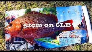 BIG MANGROVE JACK ON 6LB!!!! INSANE FIGHT!