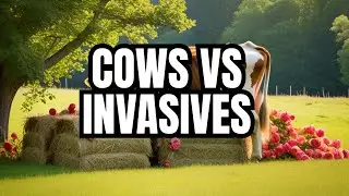 Controlling multiflora rose and honeysuckle using the cows and feeding hay.