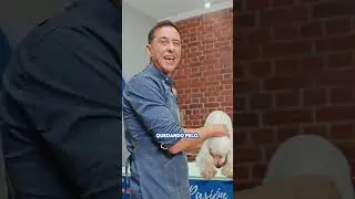 C&oacute;mo CORTAR el PELO de la TRIPA de un COCKER sin LASTIMARLO
