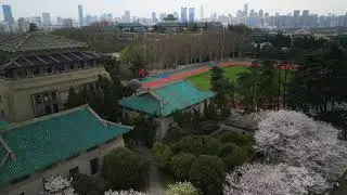 Wuhan University Cherry Blossoms | 4K | 2024