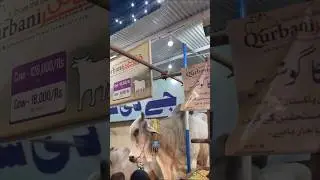 Sibbi 😱❤️ #sibbi #2025 #bull #biggest #cow #qurbani #viralvideo #trending #2025 #jdc #viralshorts