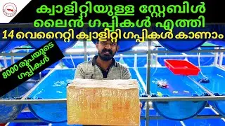 ക്വാളിറ്റിയുള്ള സ്റ്റേബിൾ ലൈൻ ഗപ്പികൾ എത്തി| 14 വെറൈറ്റി ക്വാളിറ്റി ഗപ്പികൾ കാണാം |JIS Aqua Calicut