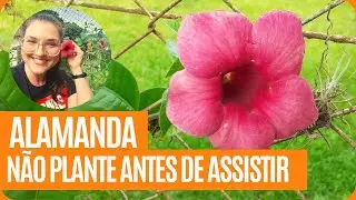Alamanda | Aprenda a plantar essa trepadeira.