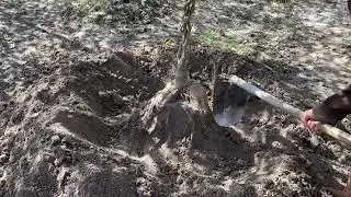 Thu Hoạch Củ Sắn D&acirc;y M&ugrave;a 2026 (Kudzu Root Harvesting in Vietnam) | ベトナムにおける葛根の収穫