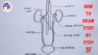How to draw Human Excretory system easily - step by step | how to draw human excretory system