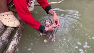 Baby monkey Rojo came to bathe in the stream near his grandmothers house