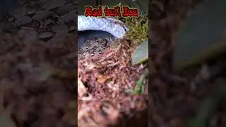 #redtailboa #snakeenclosure