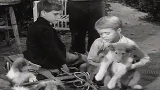 Lassie full episodes | The Puppy Story | 30 Minutes compilation | Kids Movie | Videos for Kids