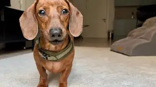 Mini dachshund looks extra dapper in his new gear!