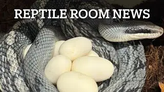 Snake room news
