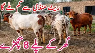 Pure Cholistani Bachre Qurbani 2026 Near Luddan And Bahawalpur Cow Mandi || Global Village Farming 