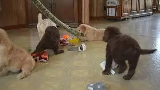 Goldendoodle Puppies For Sale Daniel Blank