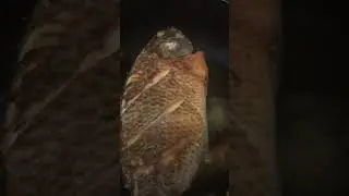 #shortvideo #asmr #fish #frying #fry #yummyfood #tilapli #tilapia