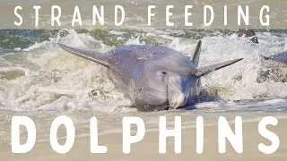 Dolphins Strand Feeding in South Carolina