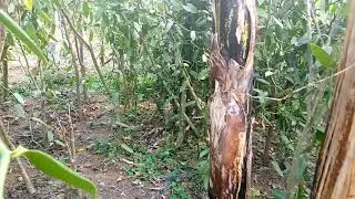 Vanilla Growing part 3