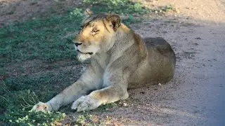 Kapama Safari South Africa