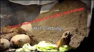 Hill Climbing『坂登り』#climbing #frog #rainfrog #funny | Prince Akubi's story of reality and fantasy