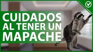 🦝 &iquest;Es Posible Tener Como Mascota un Mapache? - Riesgos, Cuidados y Consejos 🦝