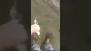 #fishing #shortsfeed #shortsvideo #shortsviral #wisconsin #shortsyoutube #driftless #browntrout