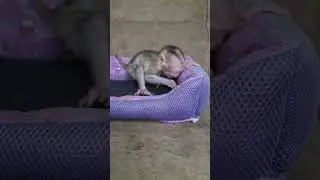 #monkey #babymonkey #cute #newbornmonkey