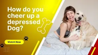 How to cheer up a depressed Dog? 🐶❤️❤️