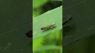 Bug | Candy-striped leaf hopper insect | Pure Raw Nature #insects #bug #wildlife #leafhopper