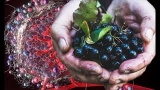 🟣 ULTIMA 17: The  Power of Aronia Berry!