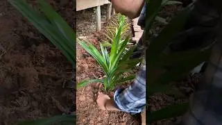 Growing Pandan from Cutting #reels #trending #viral #gardening #shorts #pandan #fragrant