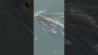 invideo ai 1080 Rats Can Swim Half a Mile ! 2025 01 20