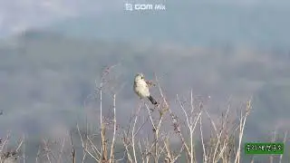 재때까치 아종 시베리아재때까치입니다.
