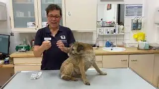 Subkutane Injektion beim Hund - so erklären Sie das!
