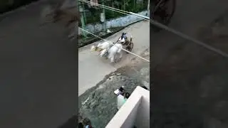Bullock cart race
