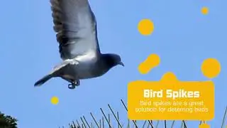 Commercial Pigeon Control Services in Las Vegas &ndash; Safe & Effective Bird Deterrents