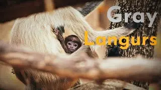 Gray Langurs grooming | 4K Nature |