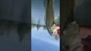 Largemouth bass release              #fishontario #fishing #bass