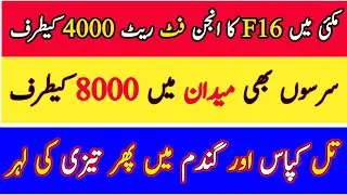 Til Sarsoon Makkai Kappas Rates Today 🌽 | Punjab's Crop Crisis 