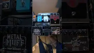 Big Muff on my Bass Rig #mesaboogie #electroharmonix #bosspedals #roland #marshall #ibanez #fyp