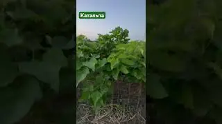 Катальпа Бигнониевидная - продажа