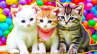 ANAK KUCING MEONG MEONG‼️ ANAK KUCING GEMOY‼️KUCING MEONG MEONG&nbsp;#kucinglucu