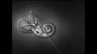 How the Ear Functions (1940) | Animated Science Film on Human Hearing | Restored in 4K