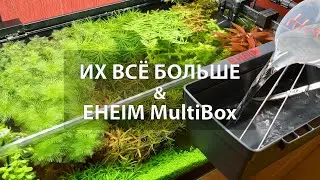 Креветочник. Стригу. Популяция растёт. Eheim MultiBox. Дозатор удобрений Chihiros. Диффузор CO2.
