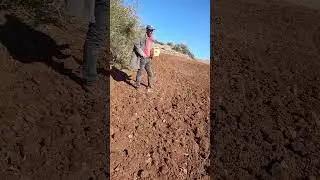 الحرث بالجرار في بلادنا وبعد الحرث نزل المطر @