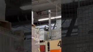 What birds you can find on local homes depot