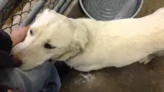 47843 Female Lab