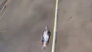 Seeing a dead bird while fishing #fishing #bird #live #long #longlive #youtube #livestream 