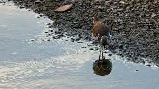 Wildlife around me